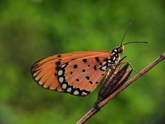 Acraea terpsicore