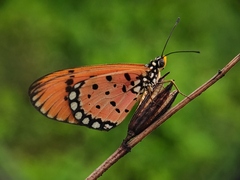 Acraea terpsicore