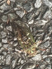 Neotibicen pruinosus
