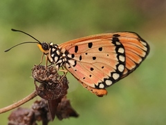 Acraea terpsicore