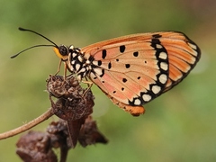 Acraea terpsicore