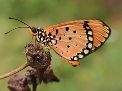 Acraea terpsicore