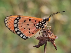 Acraea terpsicore