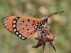 Acraea terpsicore