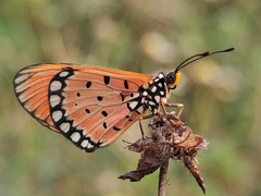 Acraea terpsicore
