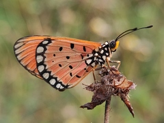 Acraea terpsicore