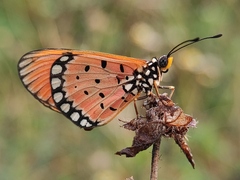 Acraea terpsicore