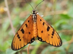 Acraea terpsicore