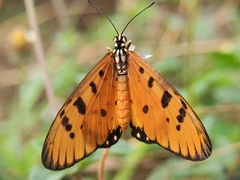 Acraea terpsicore