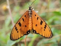 Acraea terpsicore