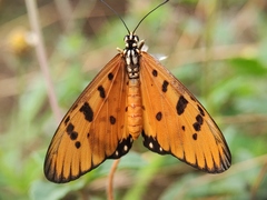 Acraea terpsicore