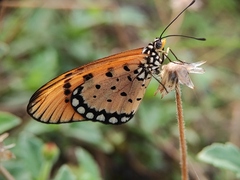 Acraea terpsicore