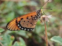Acraea terpsicore