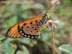 Acraea terpsicore