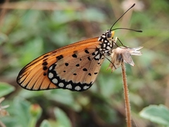Acraea terpsicore