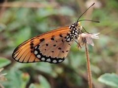 Acraea terpsicore