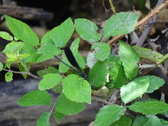 Calopteryx haemorrhoidalis