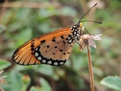 Acraea terpsicore