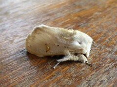 Naroma varipes