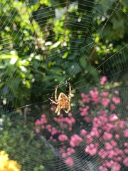 Araneus angulatus