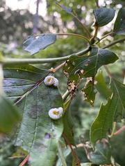 Symphyta