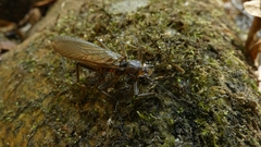 Plecoptera