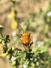 Carpocoris mediterraneus atlanticus
