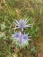 Eryngium bourgatii