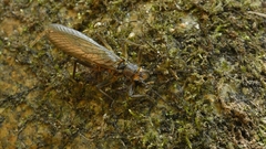Plecoptera