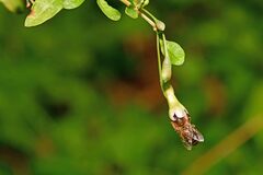 Aristolochia clematitis