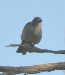 Colluricincla harmonica