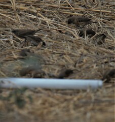 Spermestes cucullata