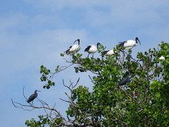 Egretta garzetta dimorpha