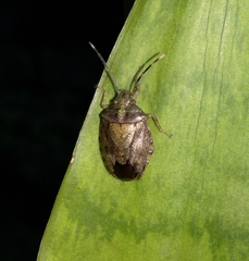 Antiteuchus