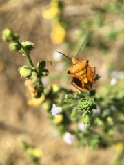 Carpocoris mediterraneus atlanticus