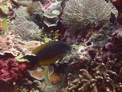 Ctenochaetus binotatus