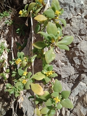 Tetragonia