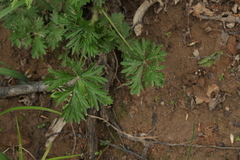 Potentilla tobolensis