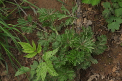 Potentilla tobolensis
