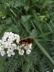 Eristalis arbustorum