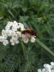 Eristalis arbustorum