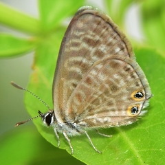 Leptotes pirithous
