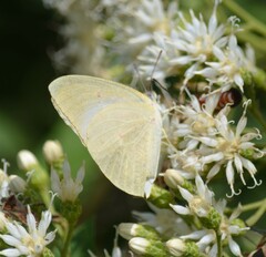 Catopsilia florella