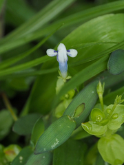 Lindernia rotundifolia