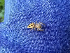 Salticinae