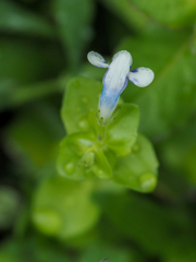 Lindernia rotundifolia