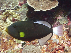 Melichthys vidua