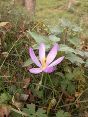 Crocus