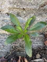 Erigeron sumatrensis