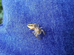 Salticinae